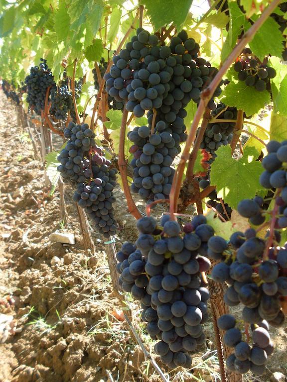Agriturismo Amina, Winery & Hiking Вальяли Экстерьер фото